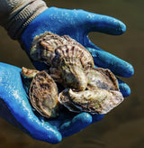 Nonesuch Maine Oysters (Scarborough, Maine) 25 Oysters