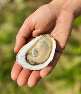 Nonesuch Maine Oysters (Scarborough, Maine) 25 Oysters