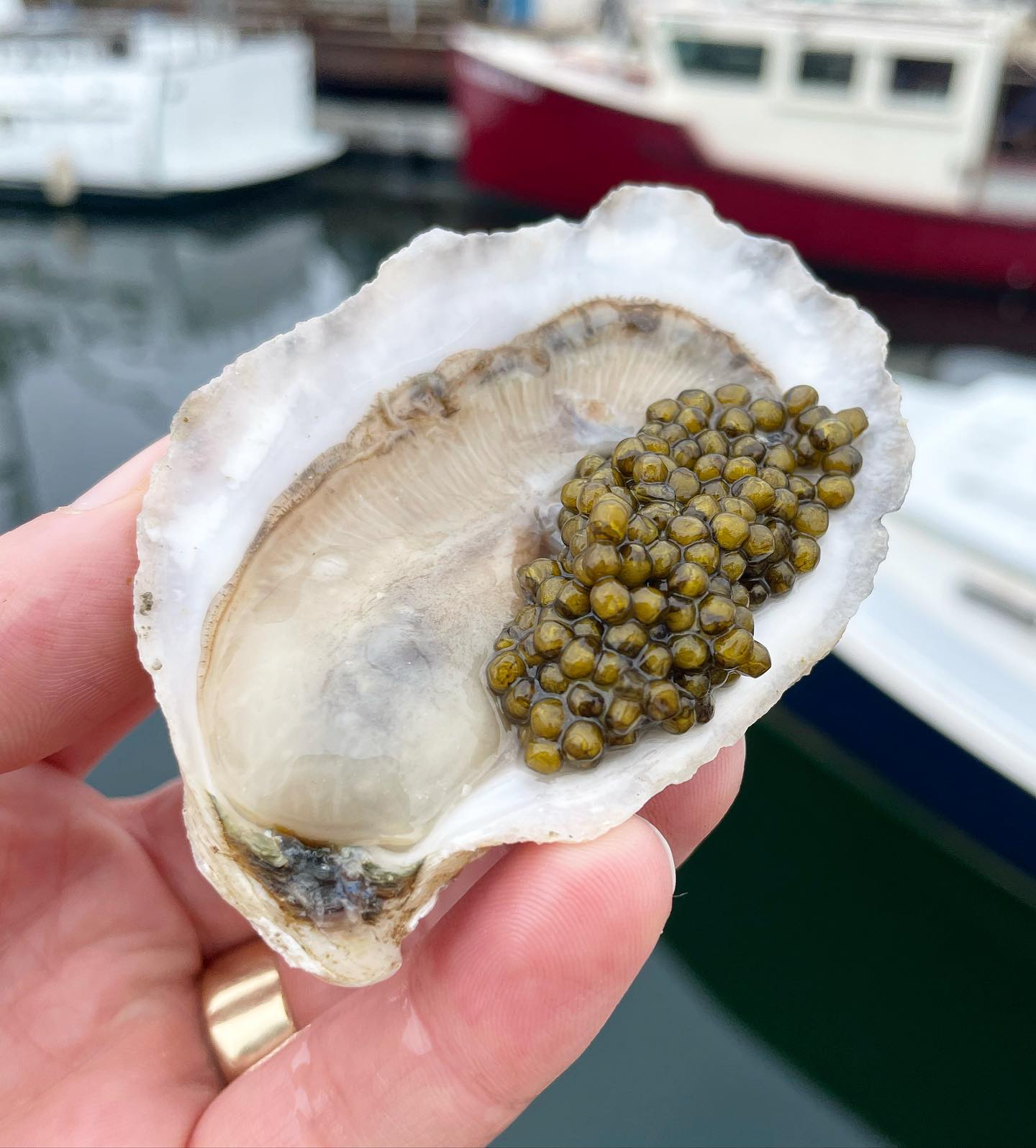 Maine Oyster & Caviar Kit