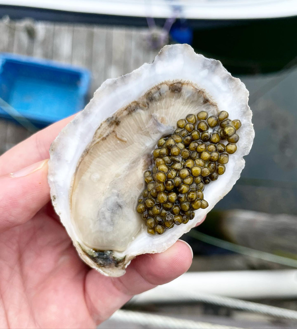 Maine Oyster & Caviar Kit