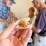 Live Maine Sea Scallops (in the shell) - Featured in the New York Times