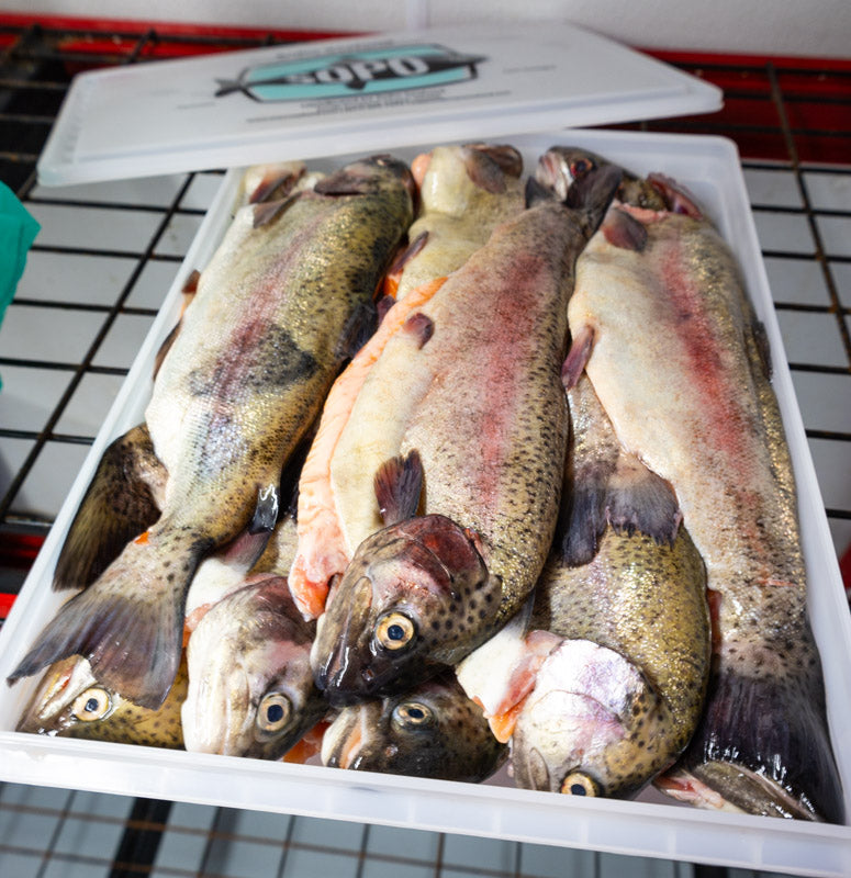 Fresh New England Rainbow Trout (Head-On - Butterflied/Boneless)