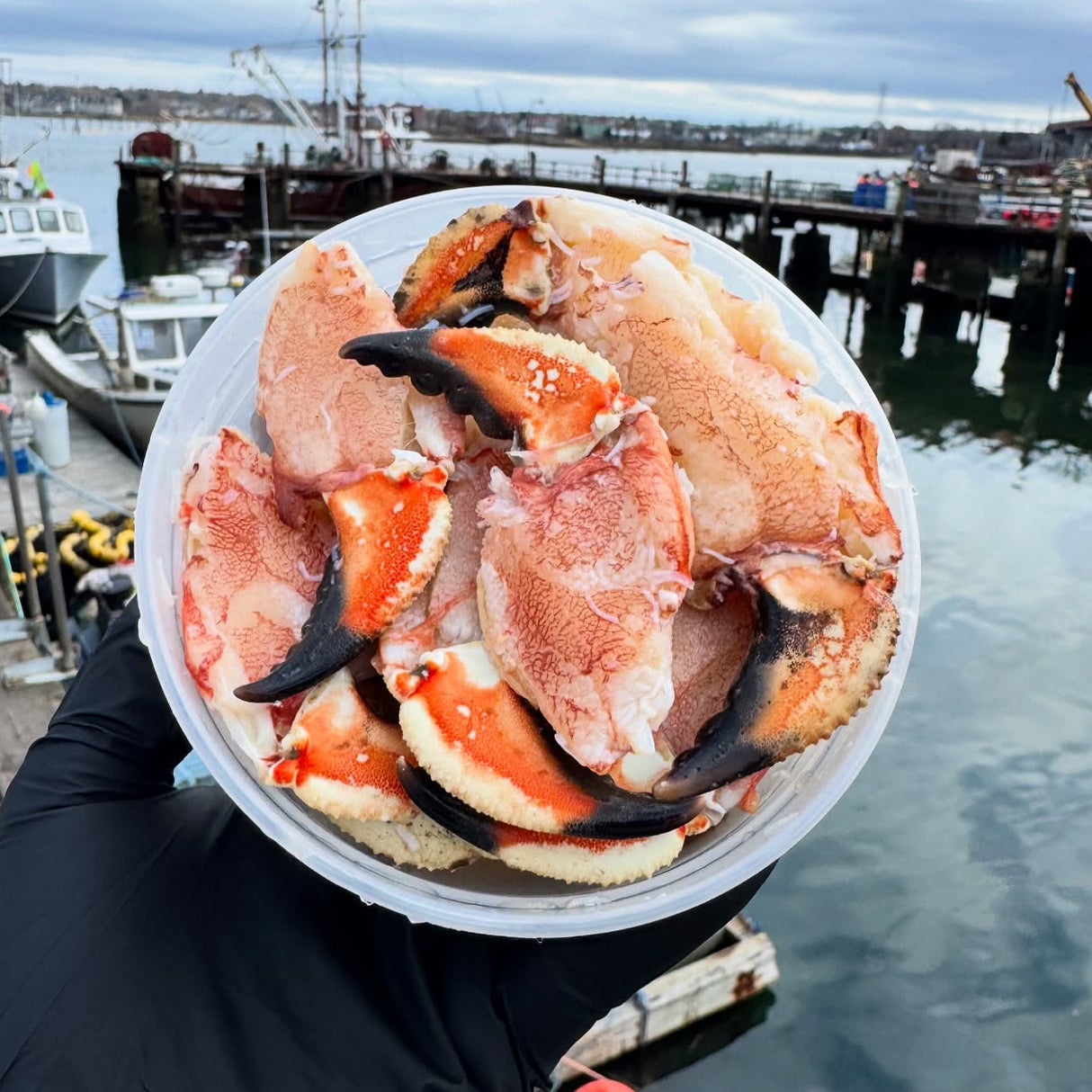 Maine Jonah Crab Claws (1 lb) — Ready to Eat