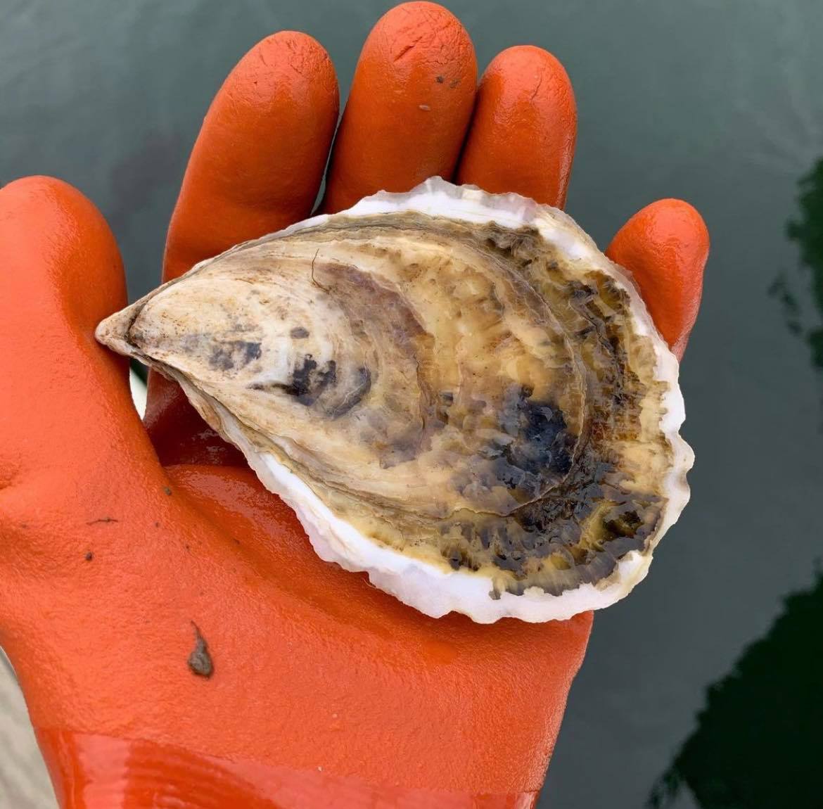 Robinhood Cove Maine Oysters (Georgetown, ME)