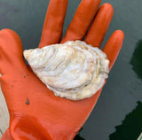 Robinhood Cove Maine Oysters (Georgetown, ME)
