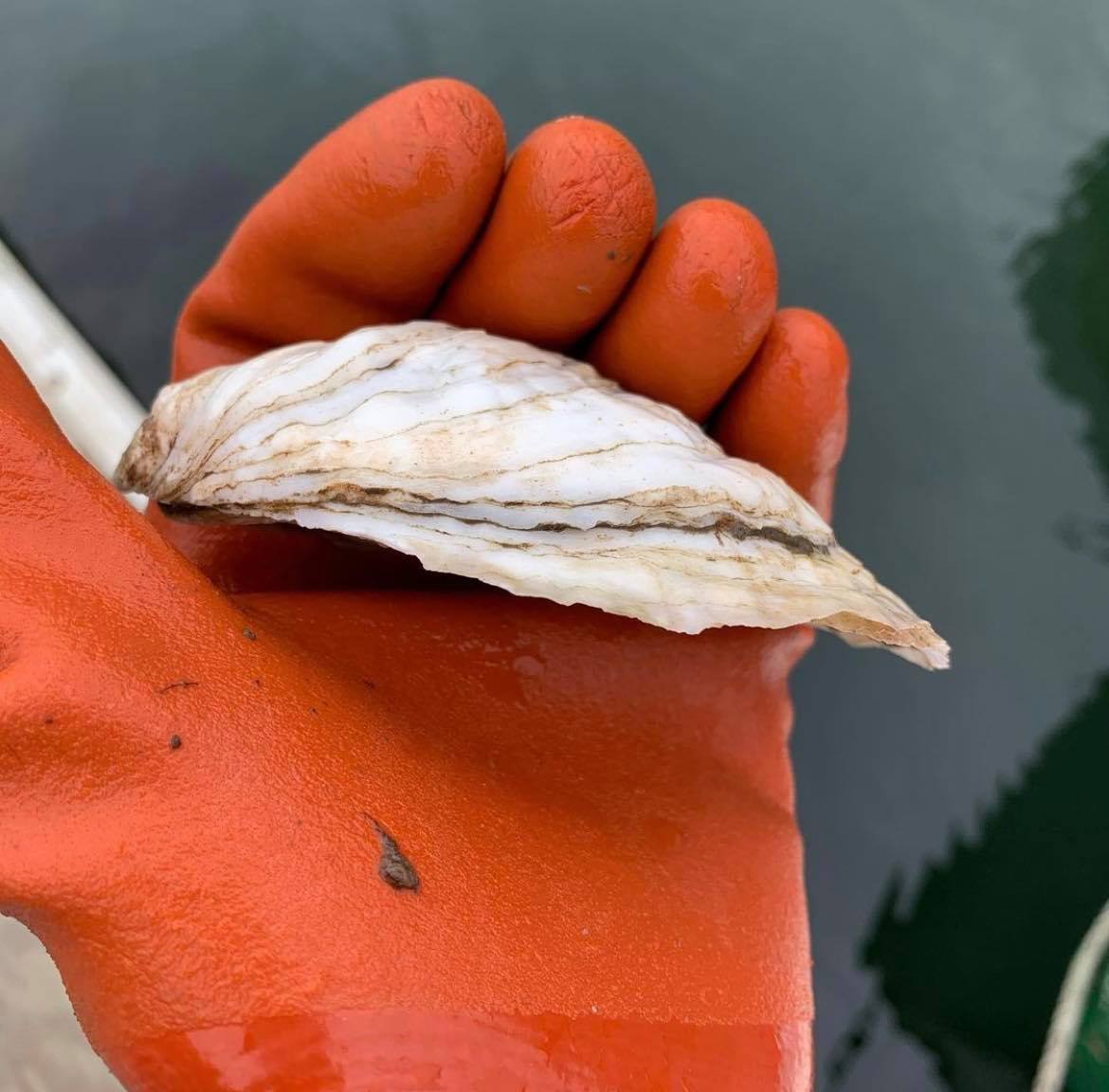Robinhood Cove Maine Oysters (Georgetown, ME)
