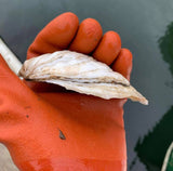 Robinhood Cove Maine Oysters (Georgetown, ME)