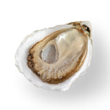 Running Tide Oysters (Harpswell, ME) - SOLD OUT