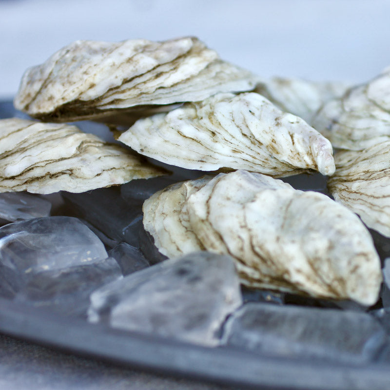 Running Tide Oysters (Harpswell, ME) - SOLD OUT