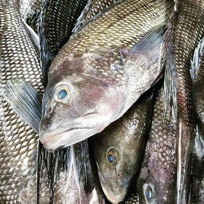 Black Sea Bass Fillet - SoPo Seafood