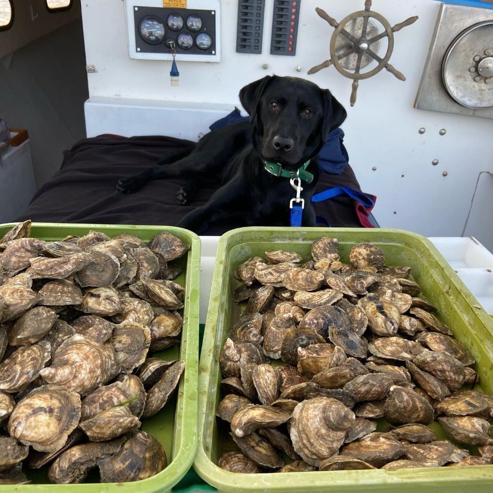 Blaney Point Maine Oysters (Cumberland, ME) - Back in May 2024