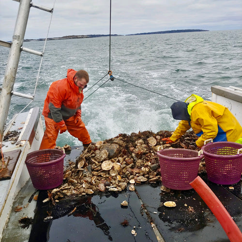 Fresh Gulf of Maine Dayboat Scallops-Season Closed