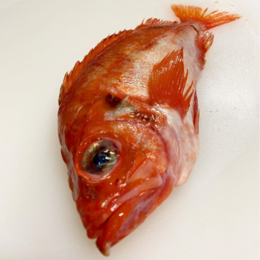 Gulf of Maine Redfish