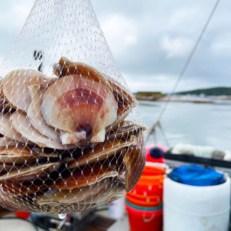 Live Maine Sea Scallops (in the shell) - Featured in the New York Times