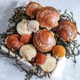 Live Maine Sea Scallops (in the shell) - Featured in the New York Times - Currently Unavailable