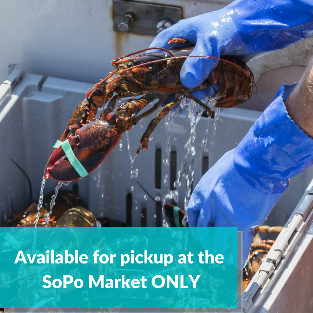Live Maine Lobsters (1.2 - 1.4 lbs) Available for Pickup at the SoPo Market ONLY