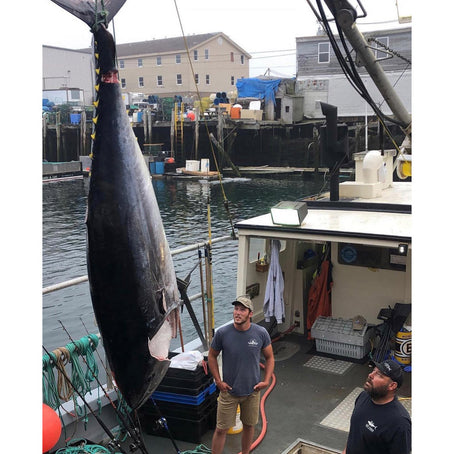 Maine Bluefin Tuna (Sushi-Grade Quality/Fresh & Never Frozen) SEASONAL NOTICE
