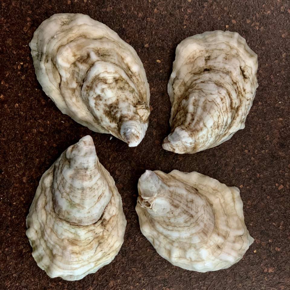 Madeleine Point Maine Oysters (Yarmouth, ME) - SOLD OUT