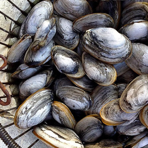 Softshell Maine Clams (Steamers) - 3 lb bag - SOLD OUT