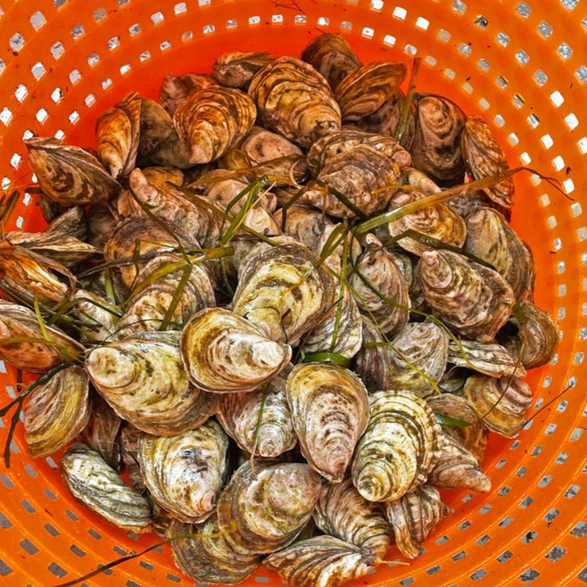 Wet Smack Maine Oysters (Freeport, ME)